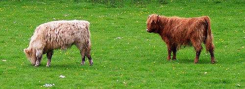 Scottish Cow